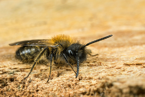 [i]Andrena bicolor[/i] male. Staffordshire garden, March 2016.