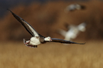Snow Goose (adult dark morph), Bosque del Apache, New Mexico