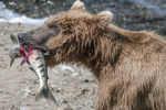 McNeil River Bears-8