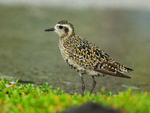 Pacific Golden Plover wading, Hawaii