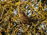 Blackbird