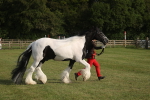 SBM_10571