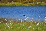 Red-throated Diver