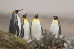 King Penguin group, Saunders Island, Falklands