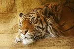 Sumatran Tiger - Jae Jae (London Zoo)
