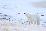 Male Polar Bear detects scent of another, Churchill, Canada