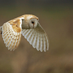 Barn Owl in flight
