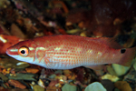 Ctenolabrus rupestris