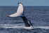 Tall Fluke. 0A3A7553