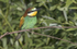 Bee Eater.