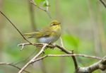 Wood Warbler