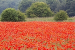 Red Poppies