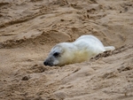 Atlantic Grey Seal