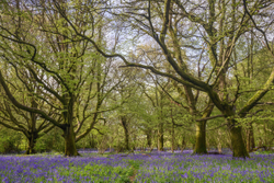 Ancient bluebell woodland