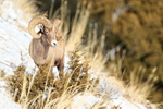 Bighorn Sheep pauses and looks, Yellowstone National Park