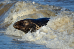 Atlantic Grey Seal
