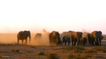_M7B0074 pano Amboseli