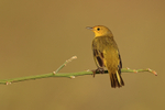 Yellow Warbler perched, Isla Lobos, San Cristobal, Galapagos