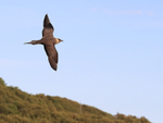 Arctic Jaeger circling high, Flatanger, Norway