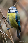 Blue Tit (Cyanistes caeruleus) Portrait