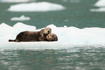 Sea Otter adult and kit on ice floe, Prince William Sound, Alaska