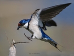 White-throated Swallow 1