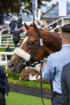 250823-Race 1-Marhaba The Champ-0184