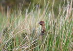 Red Grouse