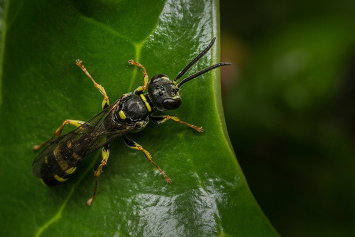 A male [i]Mellinus arvensis[/i] digger wasp resting on a holly leaf. Staffordshire garden, July 2015.