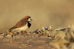 Two-banded Plover, early morning, Sea Lion Island, Falklands