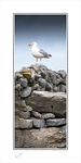 03 12x24 2022-274Cp Seagull on a dry stone wall