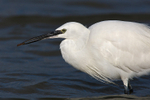 Little Egret with food on Brownsea Island