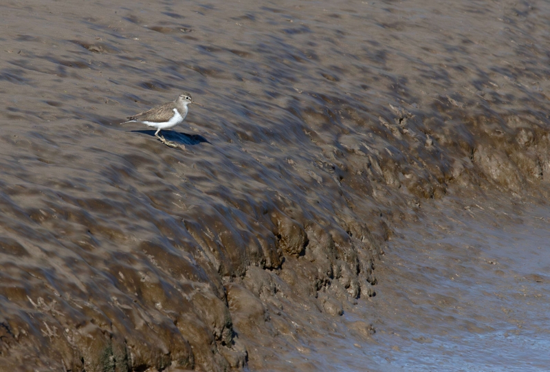 Common Sandpiper - Dee Estuary - North Wales