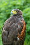 harris hawk Parabuteo unicinctus-7310