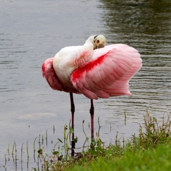 Roseate Spoonbil _0014