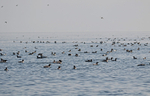Common Guillemots