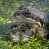 Common Frog