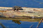 Marsh Frog