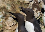 Common Guillemot