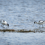 Avocet