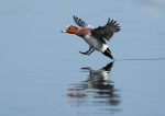 European Wigeon