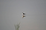 Black-winged Stilt
