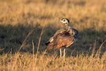 White-bellied Bustard