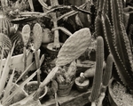 Cacti in Greenhouse, Pennsylvania, 1983