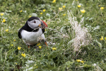 Puffin