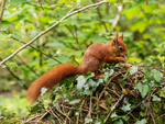 Red Squirrel