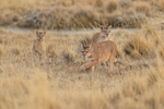 Puma family, Torres del Paine, Chile