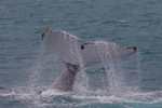 HB Tail Slap 10. 0A3A4689 - Copy
