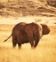Desert Elephant in Damaraland