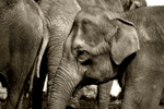 Asian Elephants